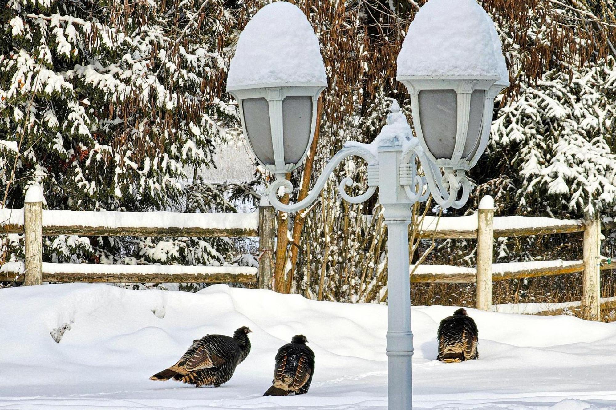 Gardenview Estate Bed And Breakfast Kettle Falls Εξωτερικό φωτογραφία